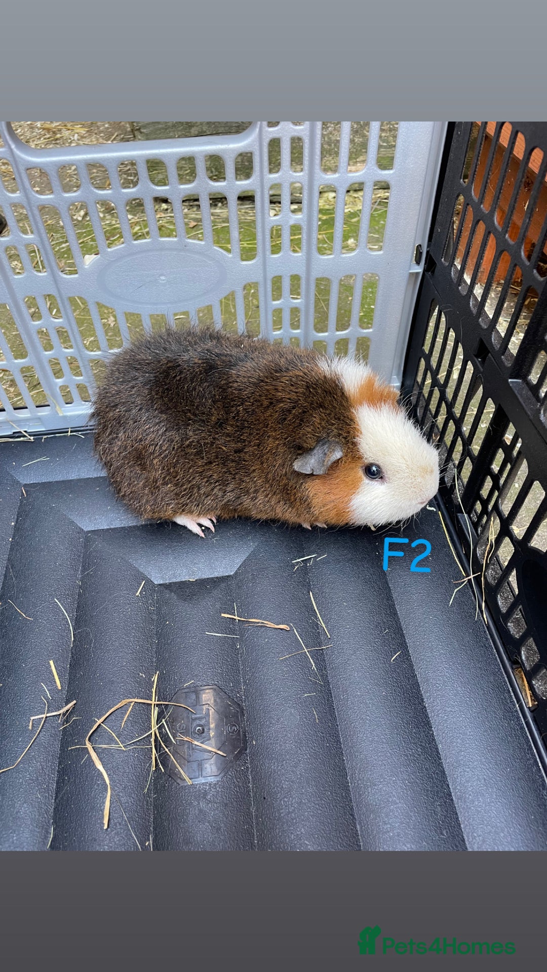 Guinea Pig rodents for sale: Baby guinea pigs for sale, various breeds - Image 6