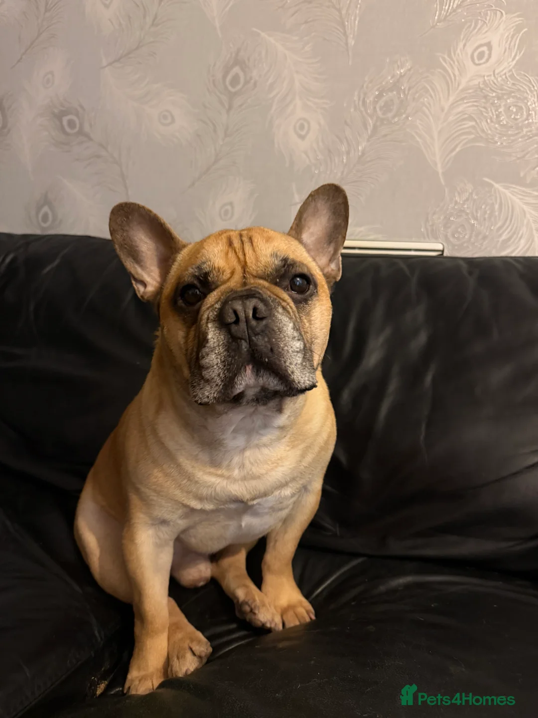 French Bulldog dogs for sale: Hugo 5 Year old French Bulldog - Advert 2