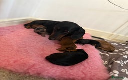 Miniature Dachshund dogs for sale: Miniature dachshund pups  - Image 15