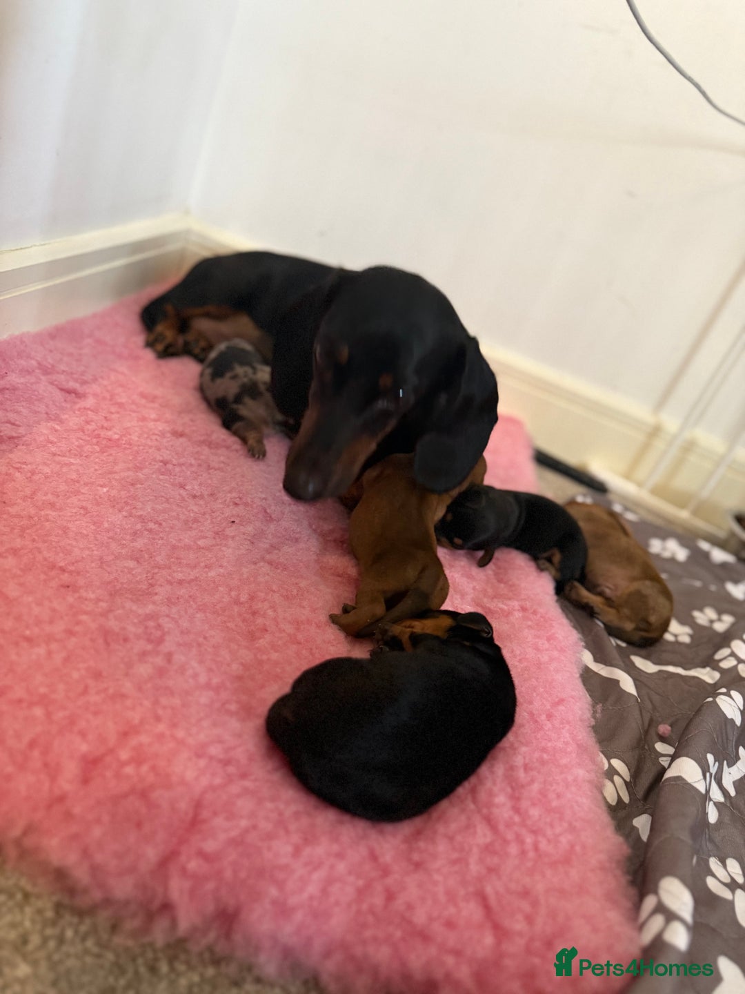 Miniature Dachshund dogs for sale: Miniature dachshund pups  - Image 15