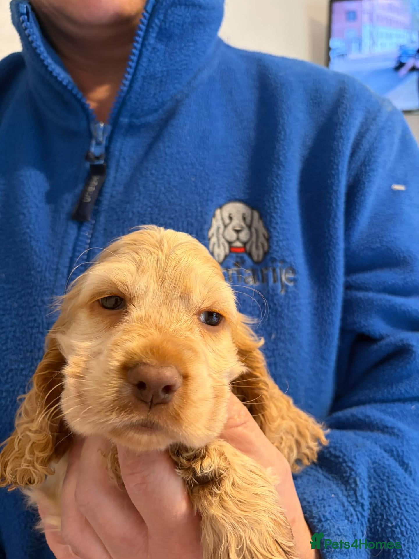 Cocker Spaniel dogs Last Boy available now  KC reg cocker spaniel. - Advert 1