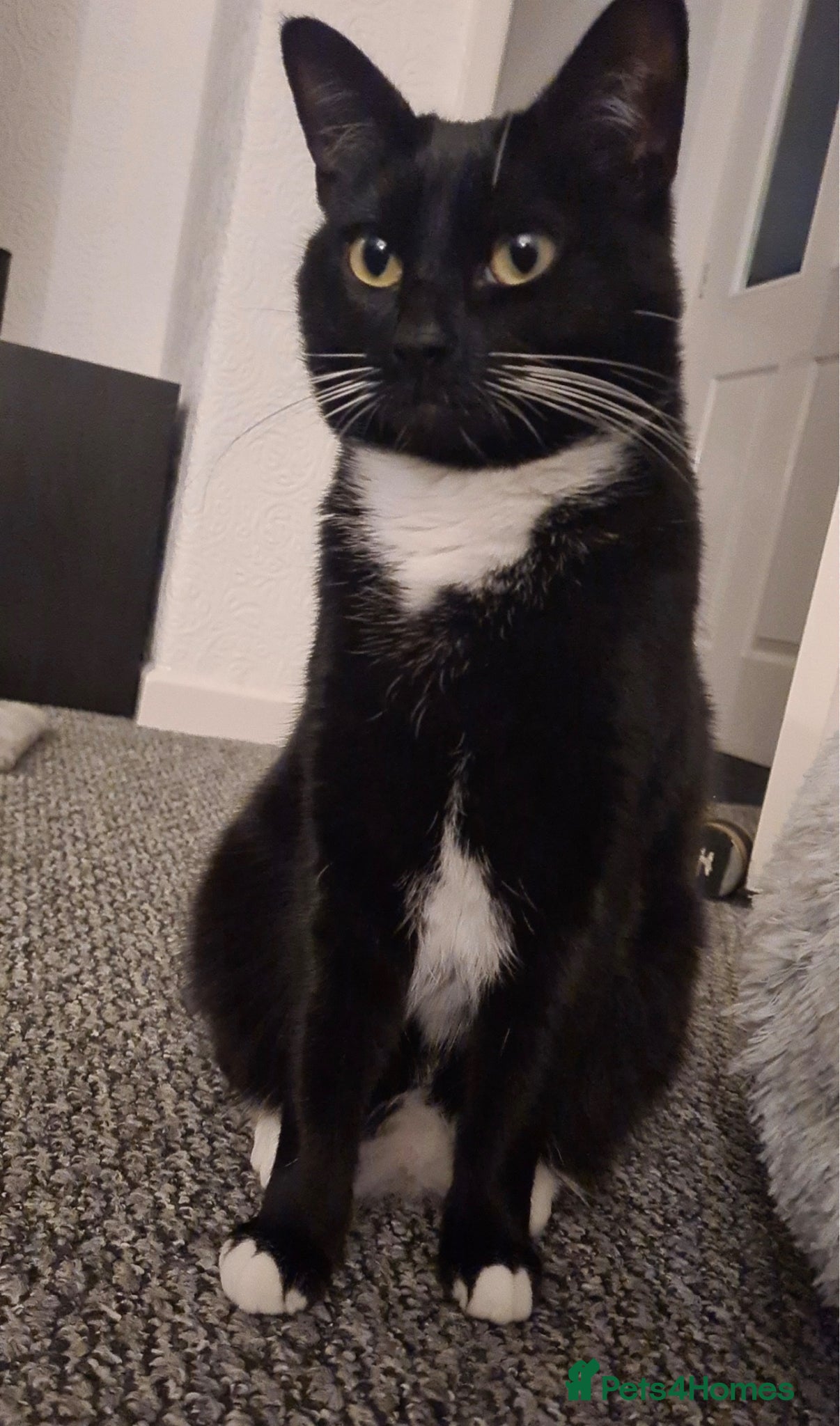 American Shorthair cats Female Cat  - Advert 5