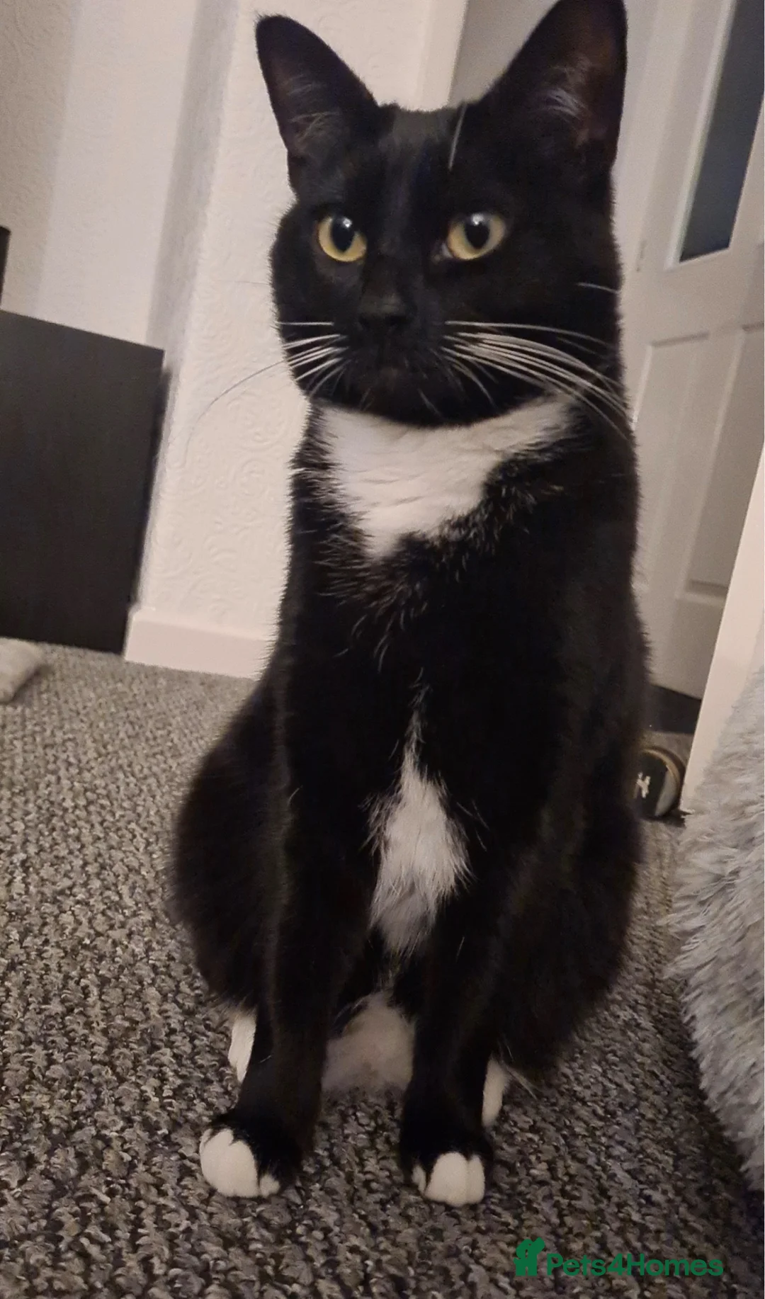 American Shorthair cats for sale: Female Cat  - Advert 1