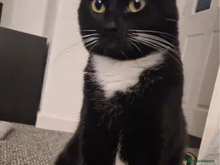 American Shorthair cats Female Cat - Advert 5