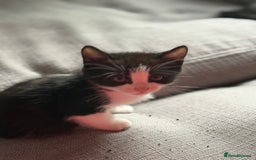 British Shorthair cats for sale: 8 week old kitten  - Image 2