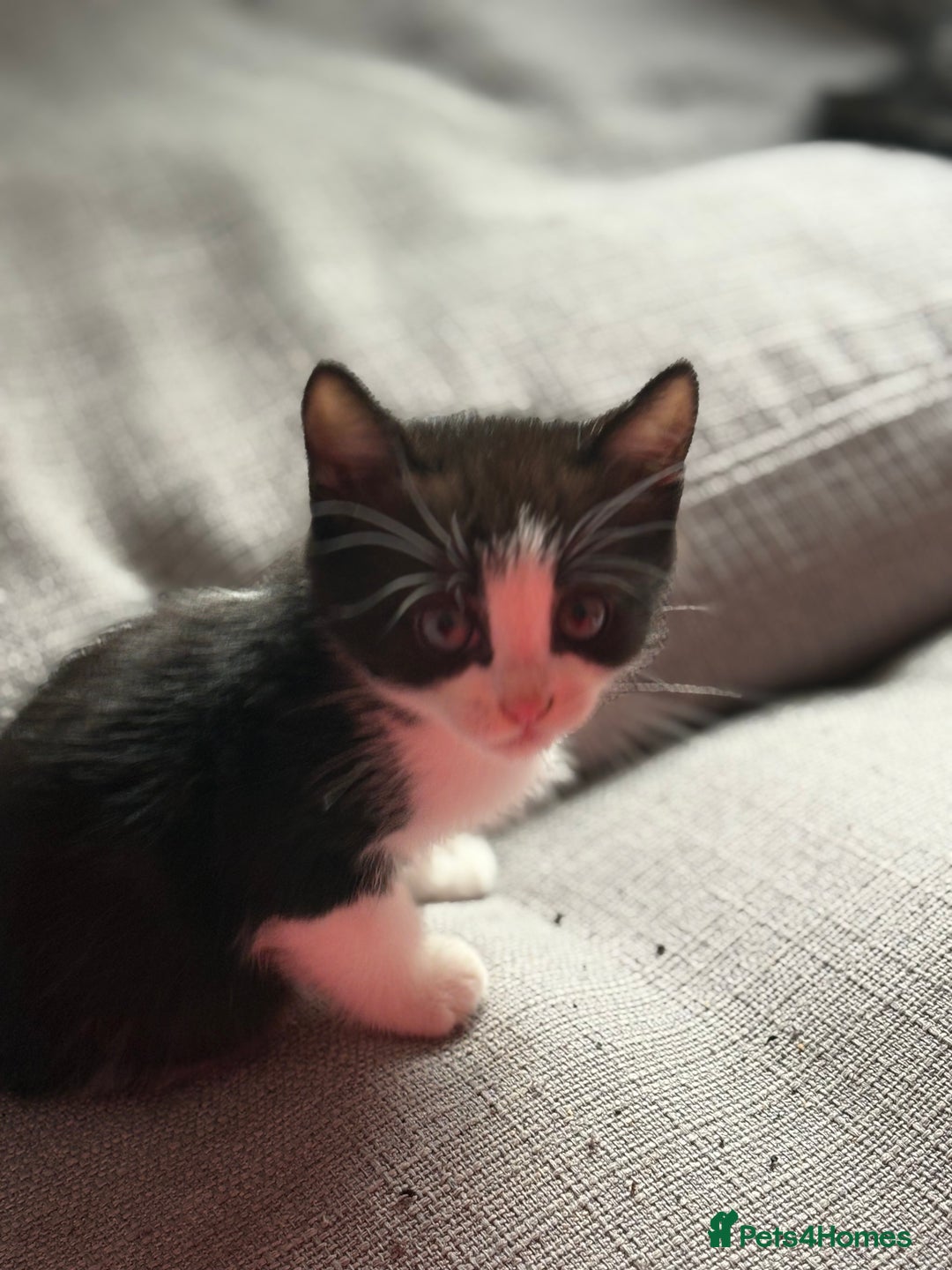 British Shorthair cats for sale: 8 week old kitten  - Image 2