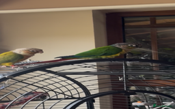 Conures birds for sale: 2 Beautiful Conures 1 male 1 female - Image 2