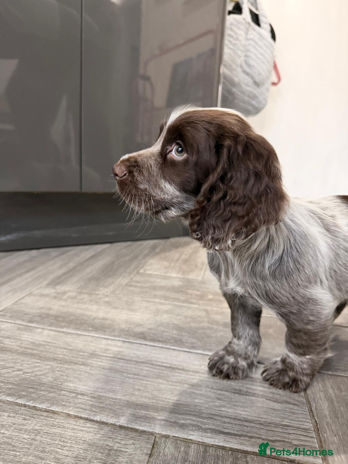 Cocker Spaniel dogs 8 week old cocker spaniel boy  - Advert 1
