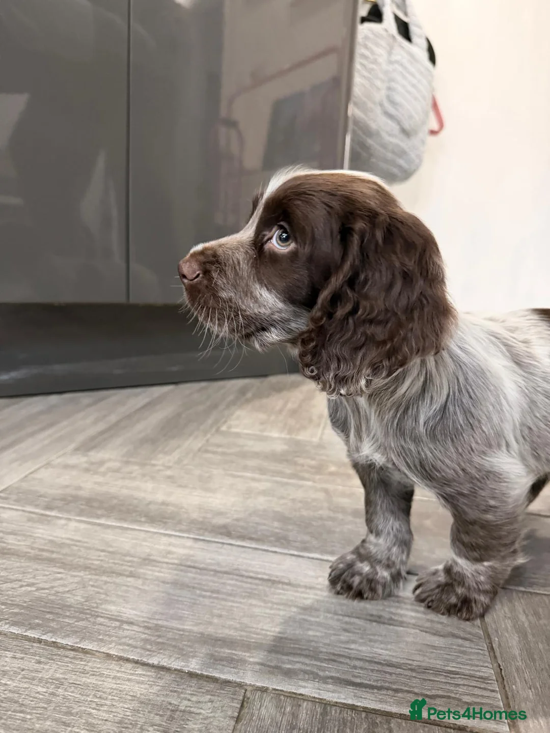 Cocker Spaniel dogs for sale: 8 week old cocker spaniel boy  - Advert 1