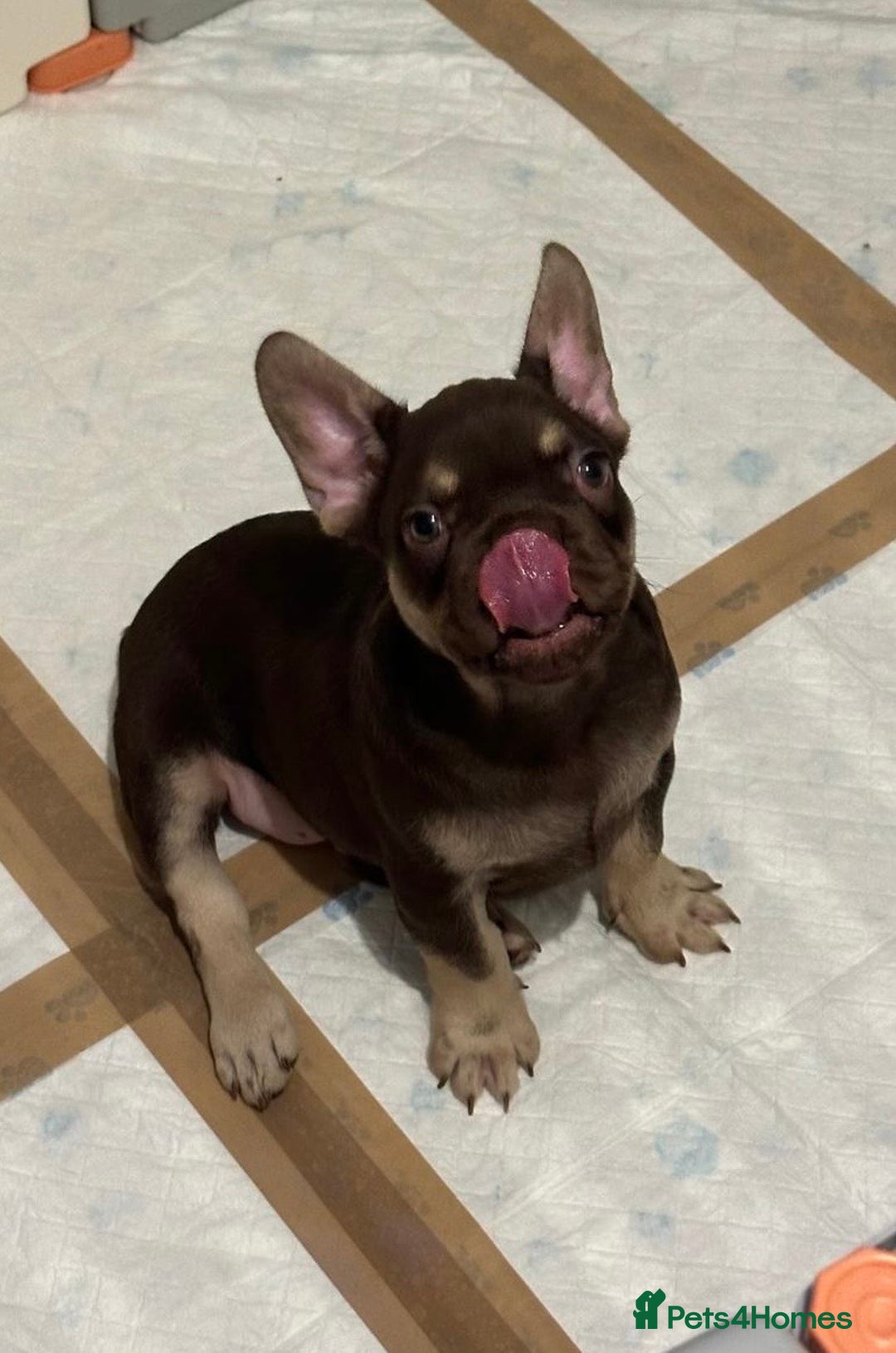 French Bulldog dogs for sale: READY NOW- 2 BOYS LEFT- QUALITY FRENCHIE PUPS - Advert 40