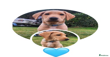 Labrador Retriever dogs - Advert 2