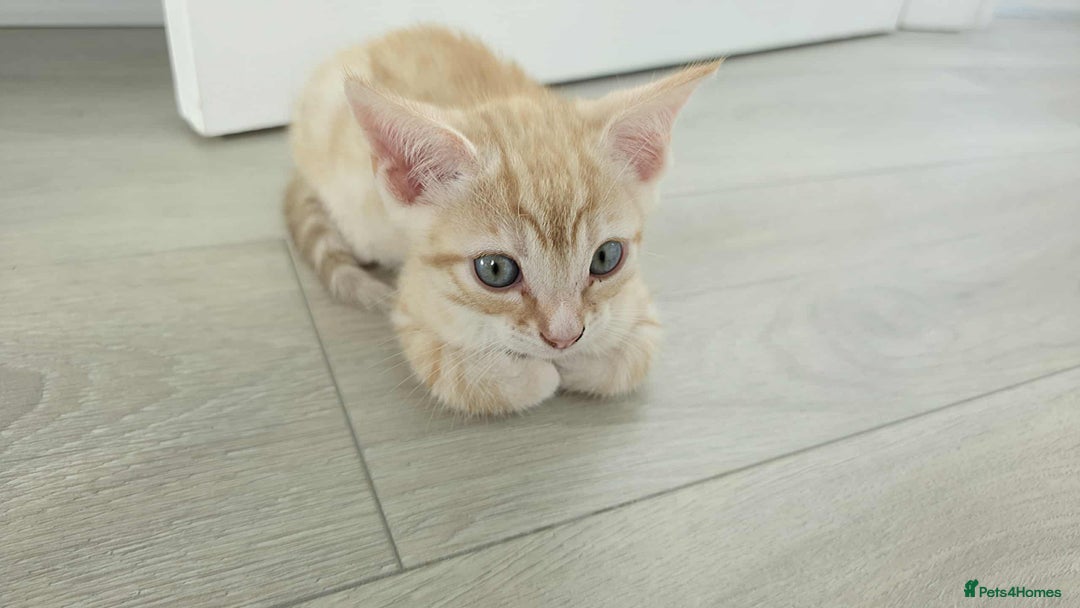 Mixed Breed cats for sale: Beautiful male ginger kitten for sale - Image 2