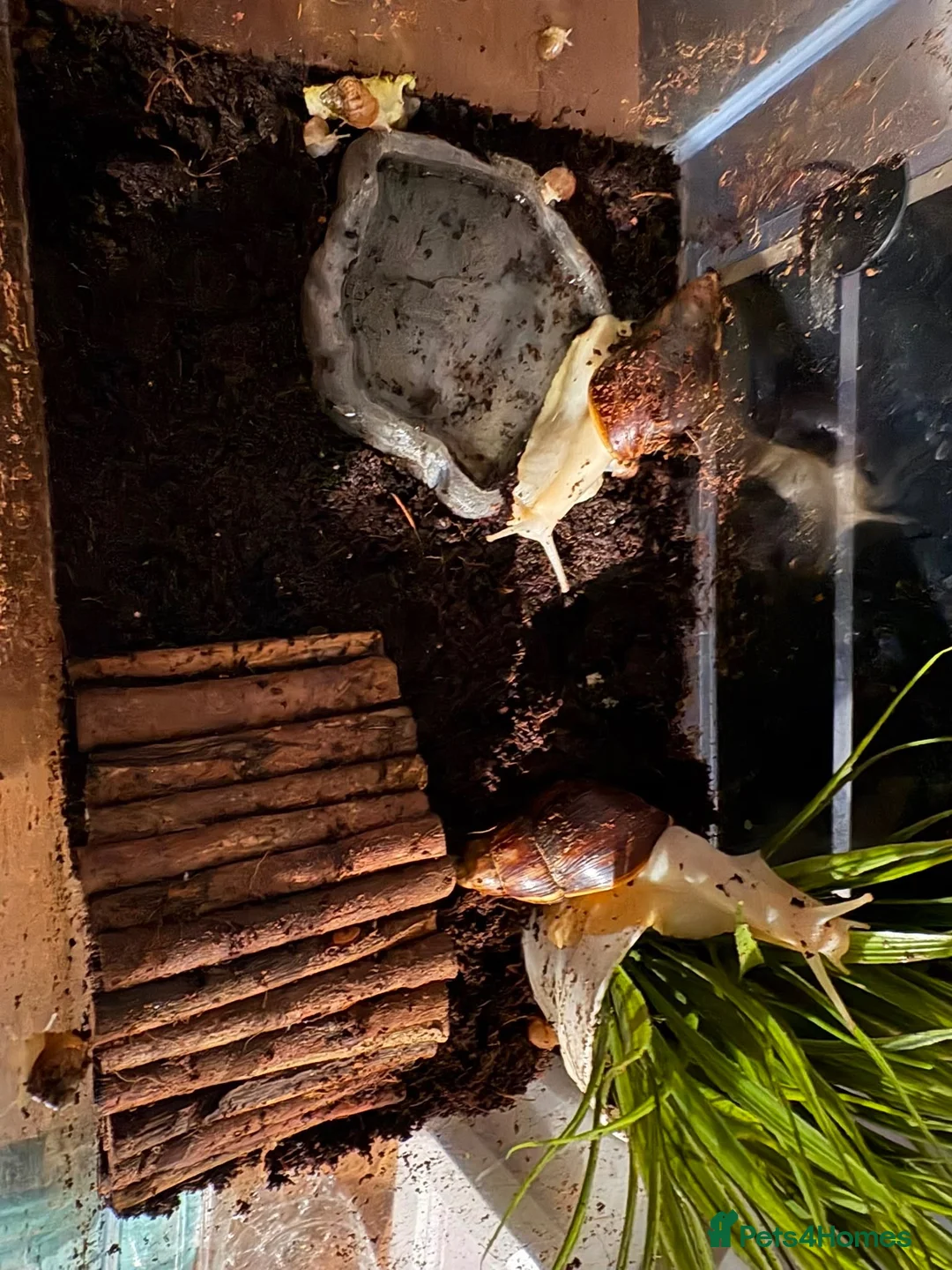 Mixed Breed reptiles for sale: Albino Large African Land Snail Babies!!! in Staines - Advert 1