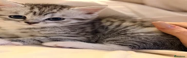 Kitten 1 ♥️