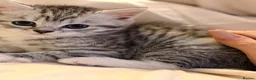 Mixed Breed cats for sale: Grey and white kittens 🫶🏻 - Advert 8
