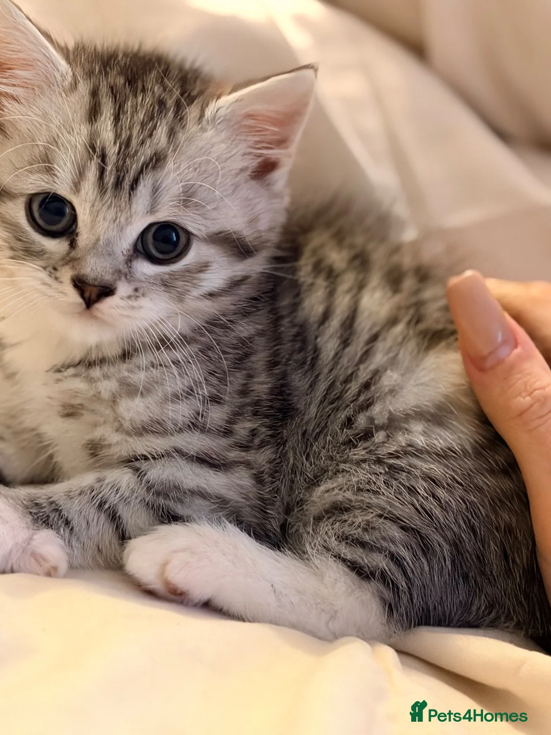 Mixed Breed cats for sale: Grey and white kittens 🫶🏻 - Advert 8