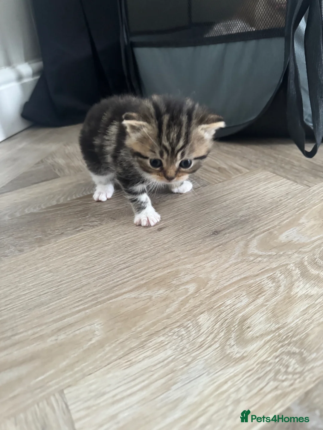 British Shorthair cats for sale: Gorgeous British shorthair x Persian kittens  in Walsall - Advert 9