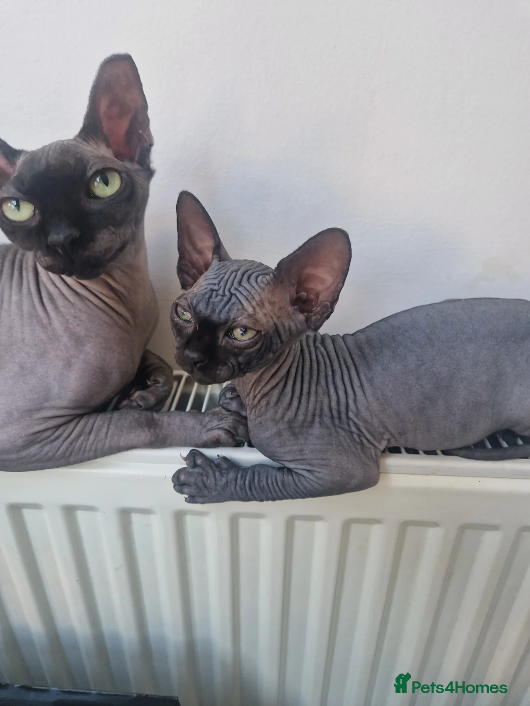 Sphynx cats for sale: Adorable kittens  - Advert 2