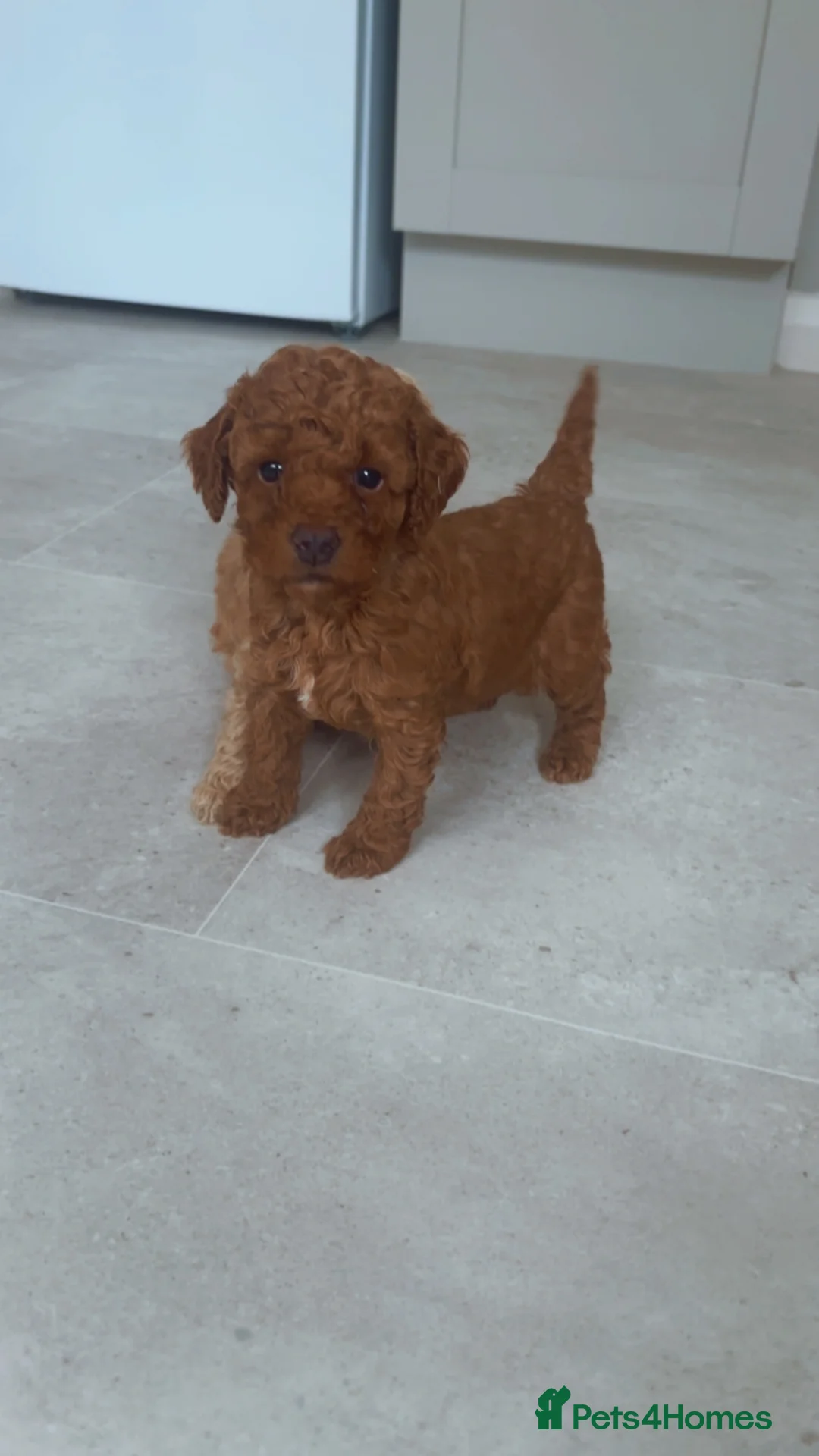 Toy Poodle dogs for sale: Toy poodle puppies in Belfast - Advert 8