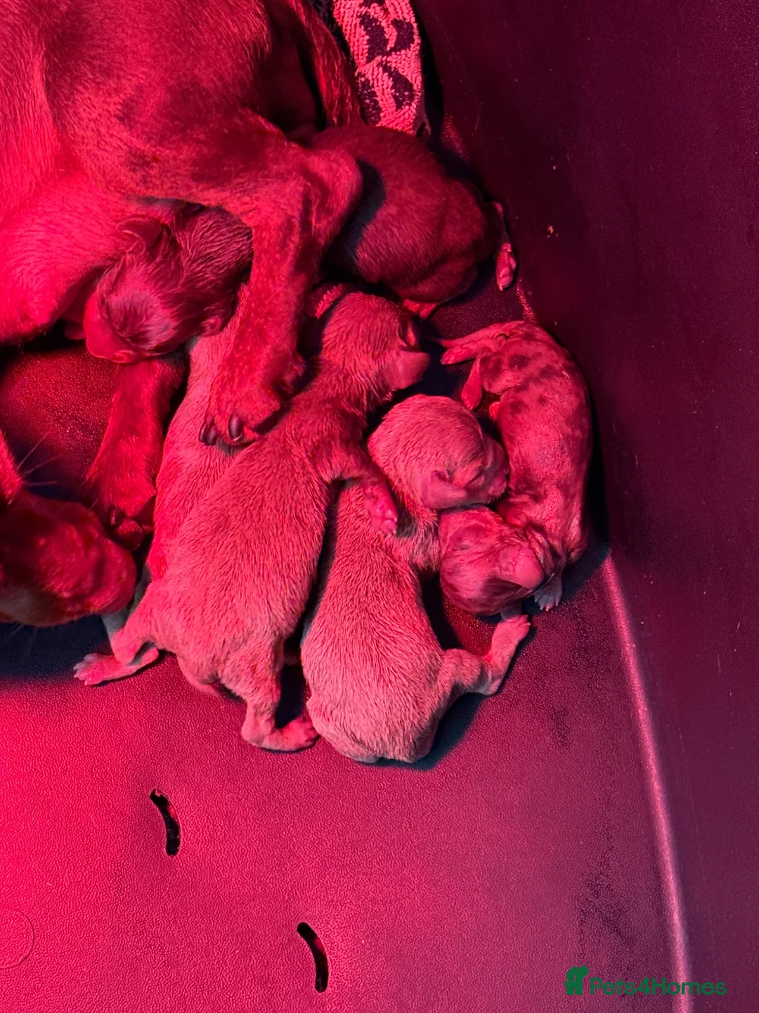 Dachshund dogs for sale: Miniature Dachshund Puppies - Advert 8