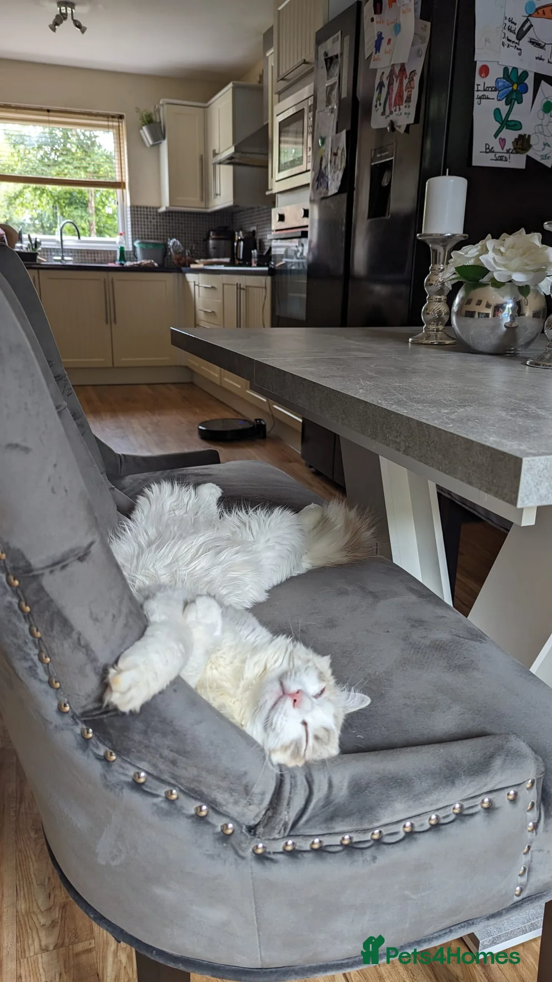 Ragdoll cats for sale: Beautiful Female Ragdoll Looking for a Loving Home - Advert 5