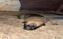 Belgian Shepherd Dog dogs for sale: Beautiful Belgian Malinois Puppies  - Image 10