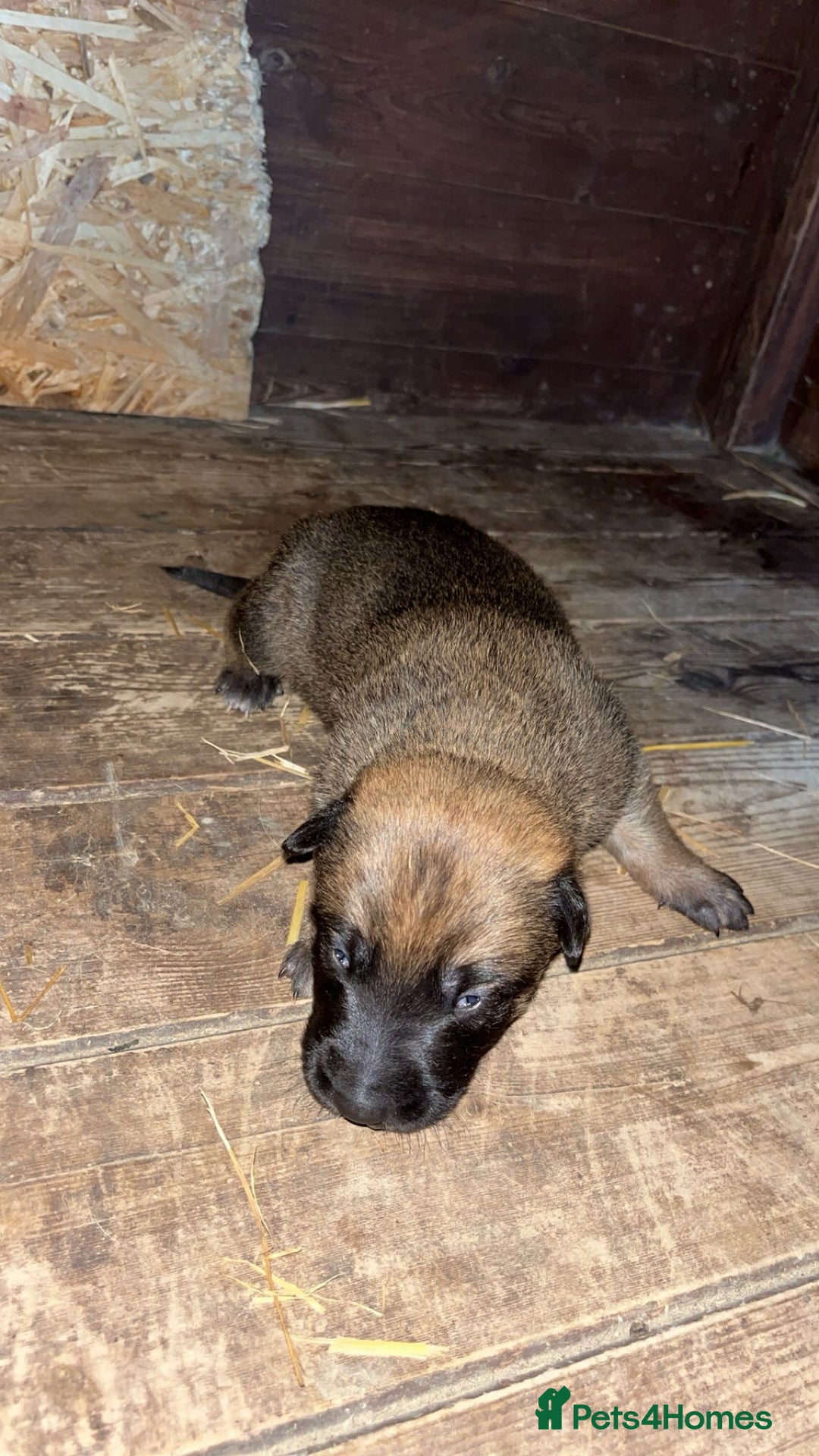 Belgian Shepherd Dog dogs for sale: Beautiful Belgian Malinois Puppies  - Image 10