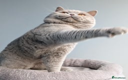British Shorthair cats for stud: Champion BSH Stud in Derby - Image 1