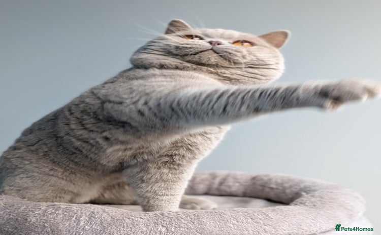 British Shorthair cats in Derby - Advert 1