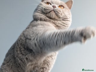 British Shorthair cats in Derby - Advert 37