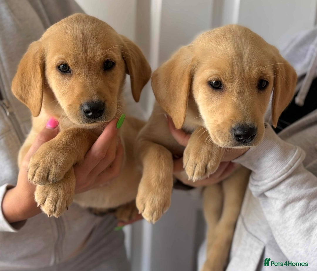 Labrador Retriever dogs for sale: 2 Beautiful Pure Labradors READY NOW🩷 - Image 3