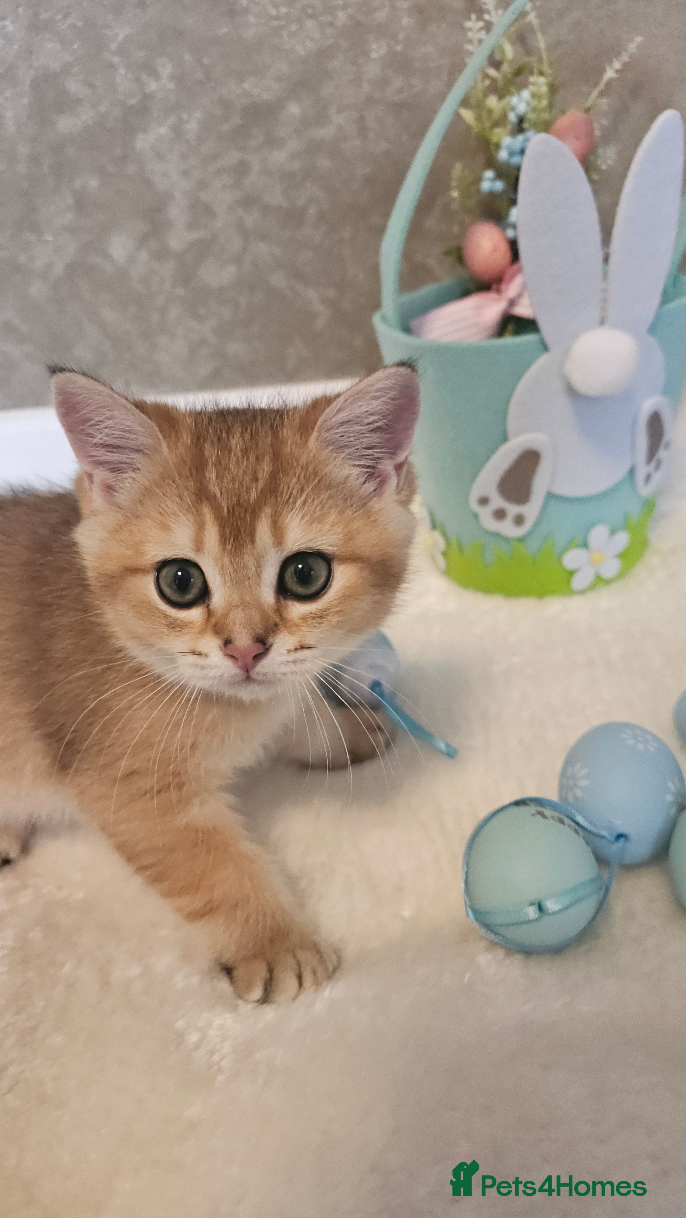 Scottish Fold cats TICA😼LAST STUNNING BOY LEFT😼READY - Advert 3