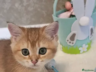 Scottish Fold cats TICA😼LAST STUNNING BOY LEFT😼READY - Advert 3