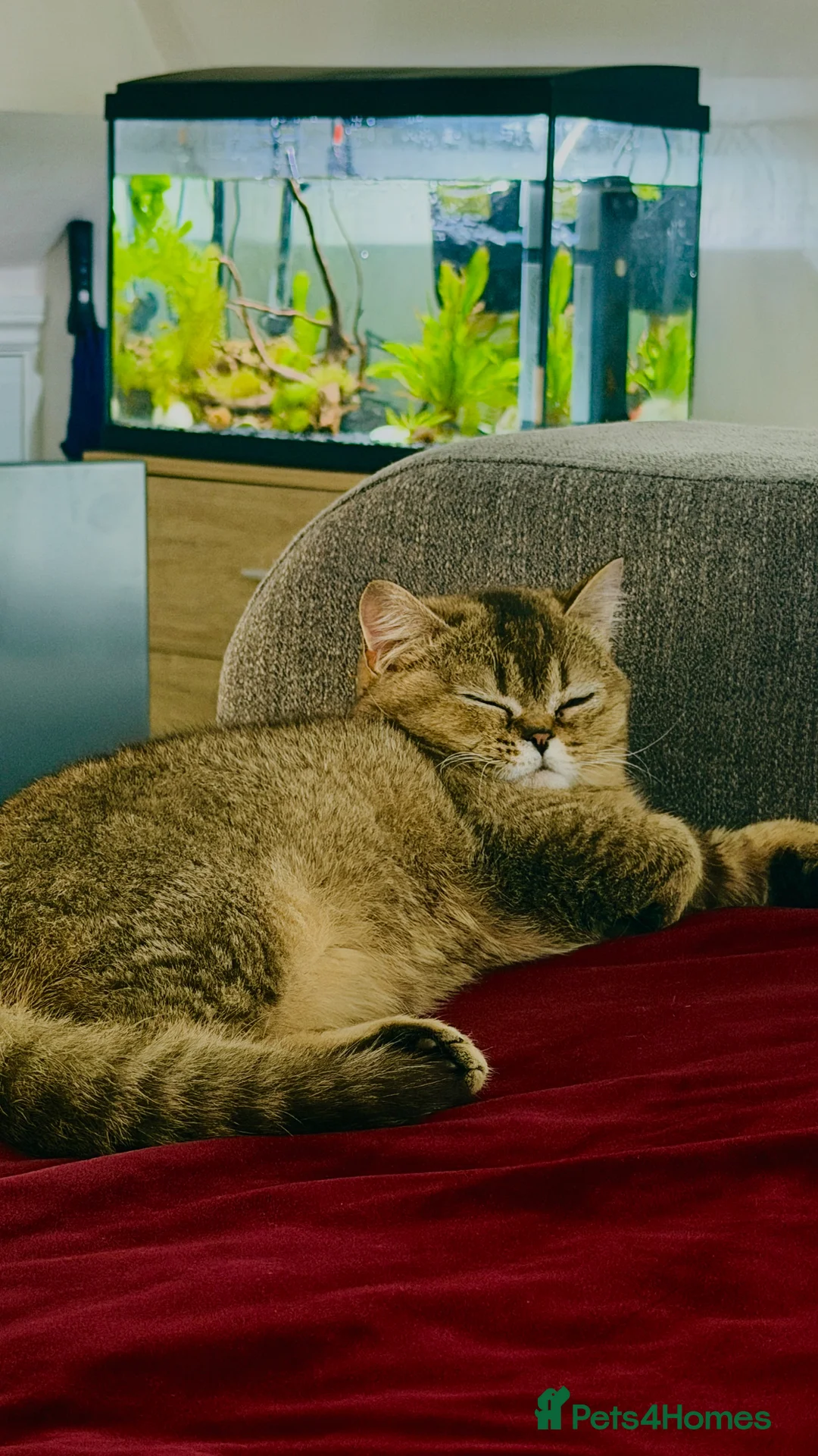 British Shorthair cats for sale: British short hair in London - Advert 3