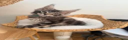 Maine Coon cats for sale: Outstanding show quality Maine coon kittens.  - Advert 32