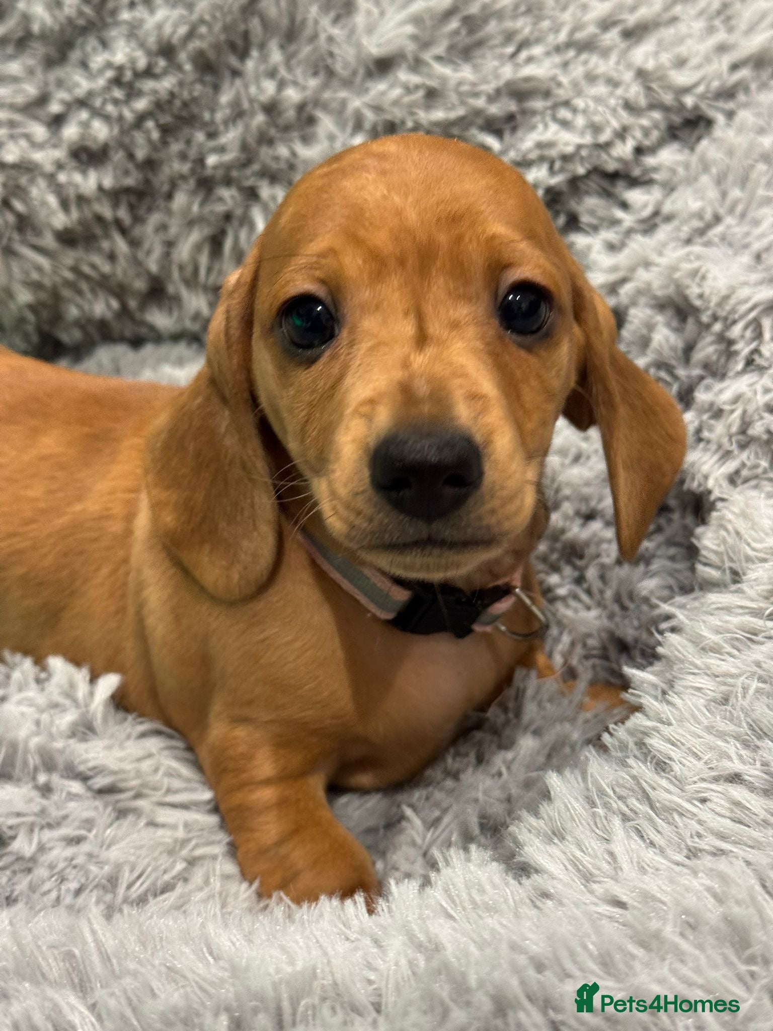 Dachshund dogs Ready to leave!! 2 Standard Dachshund Puppies - Advert 6