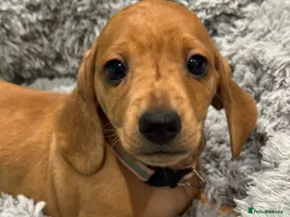 Dachshund dogs Ready to leave!! 2 Standard Dachshund Puppies - Advert 6