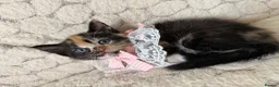 Mixed Breed cats for sale: 6 Adorable Kittens Ready for Their Forever Homes  - Advert 18