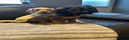 Cockalier dogs for sale: Stunning Cockalier’s  - Advert 12