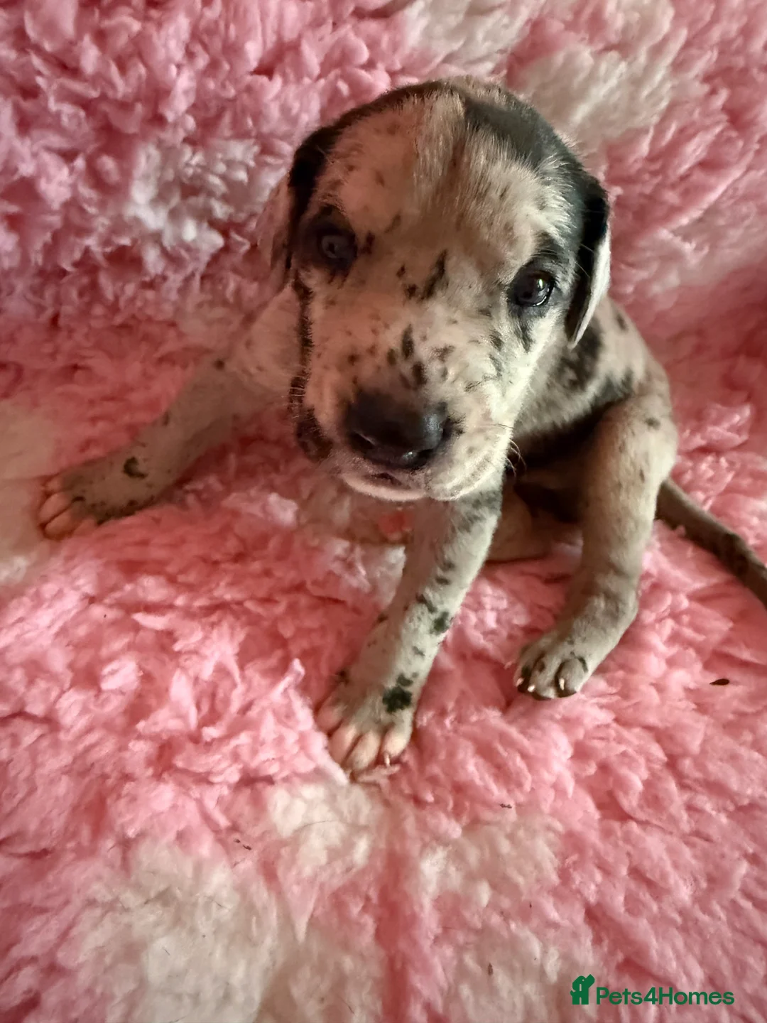 Great Dane dogs for sale: Stunning pure bred Great Dane puppies in St. Ives - Advert 8