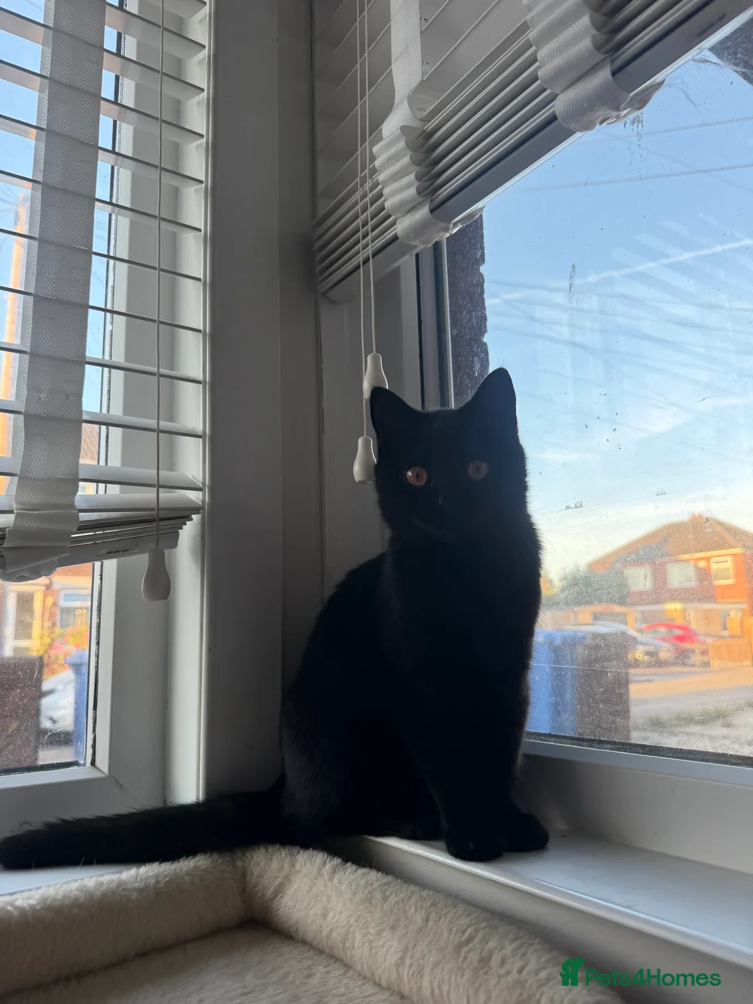 Scottish Fold cats for sale: Scottish Straight  in Hull - Advert 2