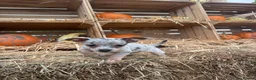 Chiweenie dogs for sale: Chiweenie puppie - Advert 2