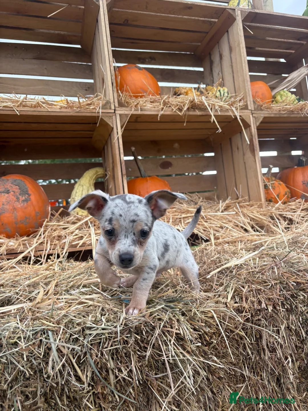 Chiweenie dogs for sale: Chiweenie puppie - Advert 2