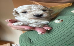 Maltipoo dogs for sale: Maltipoo - Image 12