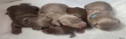 Miniature Dachshund dogs for sale: Dachshunds For Rehoming - Advert 1
