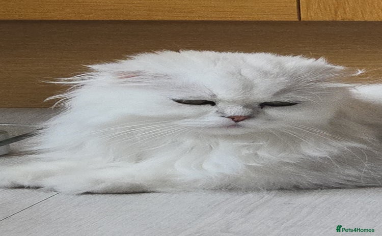 Scottish Fold cats - Advert 1