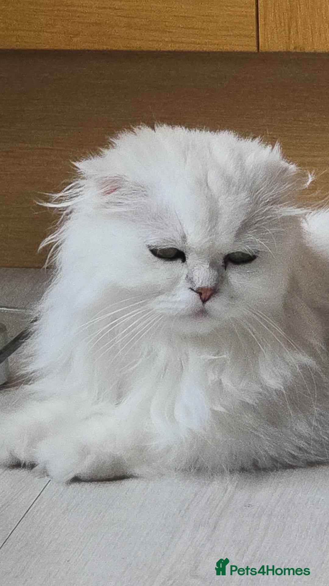 Scottish Fold cats for sale: Scottish fold long hair  - Image 1