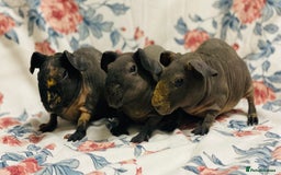 Guinea Pig rodents for sale: Skinny pig, werewolf and Baldwin breeder - Image 6