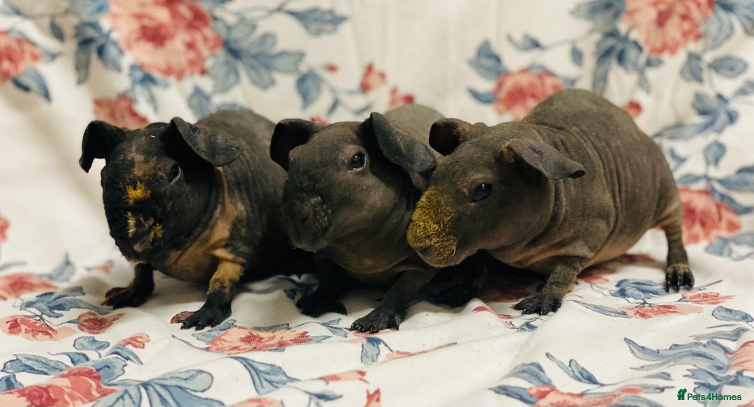 Guinea Pig rodents for sale: Skinny pig, werewolf and Baldwin breeder - Image 6