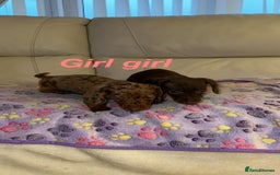 Dachshund dogs for sale: Dachshund puppies  - Image 2